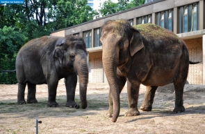 Берлин. Слоны в Берлинском зоопарке