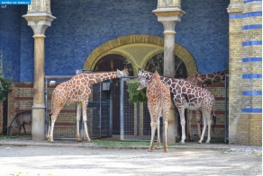 Берлин. Жирафы в Берлинском зоопарке