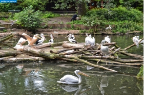Берлин. Пеликаны в Берлинском зоопарке