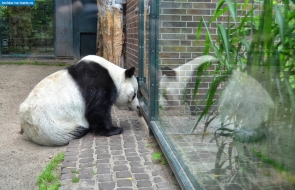 Берлин. Панда в Берлинском зоопарке