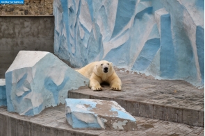 Новосибирская область. Белый медведь в Новосибирском зоопарке