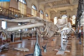 Монако. Зал океанографического музея Монако, где представлены скелеты крупных морских обитателей