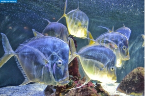 Монако. Рыбы селены в аквариуме Океанографического музея Монако