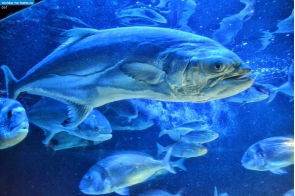 Монако. В аквариуме Океанографического музея Монако