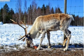 Финляндия. Олень на ферме близ Нурмеса