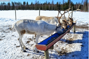 Финляндия. Оленья кормушка на ферме близ Нурмеса