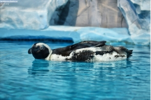 Москва. Пингвин в московском океанариуме