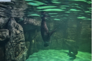 Москва. Морские котики под водой в московском океанариуме