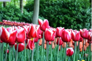 Нидерланды. Красно-белые тюльпаны в Кёкенхофе