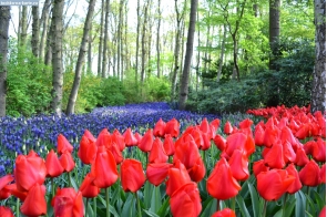 Нидерланды. Красные тюльпаны в Кёкенхофе