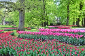 Нидерланды. Тюльпаны в парке Кёкенхоф