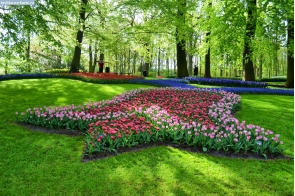 Нидерланды. Рисунок из тюльпанов в Кёкенхофе