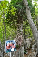 Крым. Тис ягодный в лесу на горе Ай-Петри