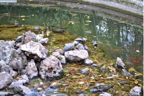 Греция. Черепахи и рыбы в пруду Национального сада в Афинах