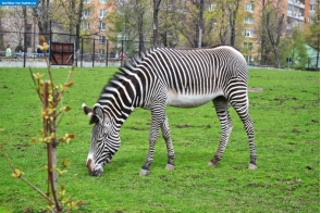 Москва. Зебра в Московском зоопарке