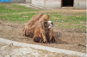 Москва. Верблюд в Московском зоопарке