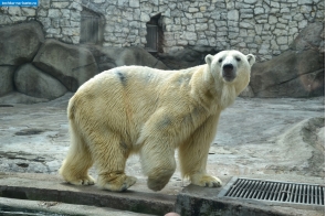 Москва. Белый медведь в Московском зоопарке