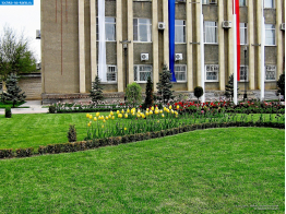 Будённовск. Цветочная клумба и газон перед зданием администрации района (и города)